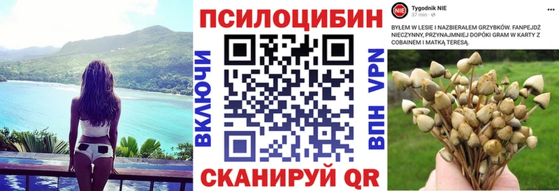 Псилоцибиновые грибы Cubensis  как найти   блэк спрут зеркало  Енисейск 